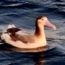 2024년 10월 28일 경북 울진에서 목격된 알바트로스 (Albatross) (신천옹) 이미지