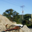 엽돈재가든 이미지