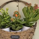 하늘누리 이미지