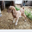 아기염소 이미지