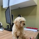 아이러브펫동물병원(신도림점) 이미지