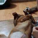 율전동물병원 이미지