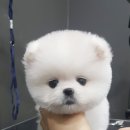 도그웨이청주점