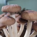 다울농장 이미지