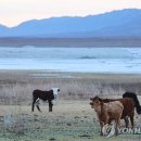 서부목장 이미지