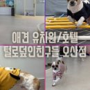 털로덮인 친구들 네이버블로그