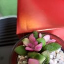 다육꽃세상 이미지