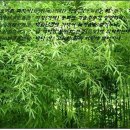 거제한문학 「오비촌 죽지사(烏飛村竹枝詞)」 바닷가 대숲마을을 고상하게 읊다 이미지