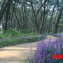 생명과 공존의 숲( 이미지