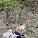 숲길 강아지 이미지