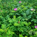 모곡초등학교 이미지