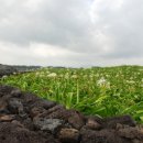 문주란 자생지 이미지