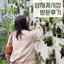 양재우성 | 양재꽃시장 방문후기 시간, 휴무일, 가는법