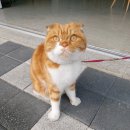 (주)나우렌트카 이미지