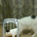 양이양이 이미지