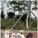 우리유치원 | 디엠 다우리 도그 센터에서 경험한 양산애견유치원 리얼 후기, 우리 강아지의 달라진 일상