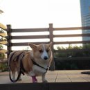 달맞이 호두네 동물병원 이미지