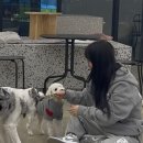 도그 앤 조이 이미지