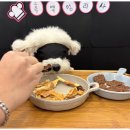 부산애견호텔 애견유치원 맘바이 부산북구점 이미지