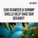 🦐 Can Seaweed &amp; Shrimp Shells Help Cut Plastic Waste? 🌊 이미지