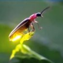 반딧불이 이미지