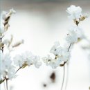 베라미스 이미지