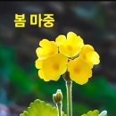 목구멍 Daum카페