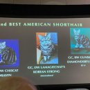 아메숏 캐터리 이미지