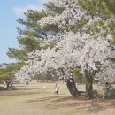 봄날, 그리고 여기 4월 경주여행 이미지