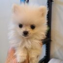 멍냥이 곳간 이미지