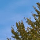 송도반점 이미지