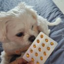 아미고펫 이미지