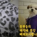 스위티봉봉 이미지