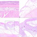 무지개송어의 puffy skin disease (PSD) 이미지