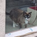 네네치킨 덕이점 | 인천 당근 앱으로 이사 견적 받기 / 반포장 이사 비용과 밥값 후기