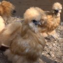 석원농장 이미지