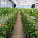 고하농장 이미지