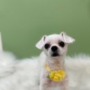 그로잉독 이미지