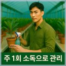 공간의 품격을 높여주는 향기로운 오렌지자스민 키우기 식물 추천 후기