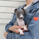 오독안심분양센터 강아지분양 고양이분양 광주점 이미지