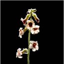 꽃님이네 카페 이미지