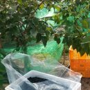 미선농장 이미지