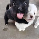 지영의류 | 예비신부이긴한데요? 먹긴해야겠거든요ㅠㅠ? 좀 많이 먹는거같긴한데,,일단 좀 먹을게요