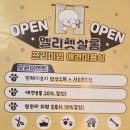 엘리펫 살롱 네이버블로그