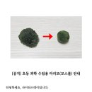 마리모