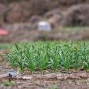 의령 임천정 이미지