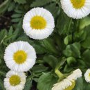 데이지(Daisy) 와 개망초(daisy fleabane, ) 이야기(6/12) 이미지