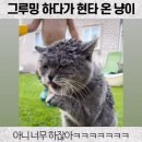 그루밍 하다가 현타 온 고양이 ㅋㅋㅋㅋㅋ..GIF 이미지