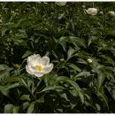 꿩대신닭 이미지