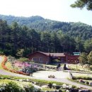 잣나무숲 이미지